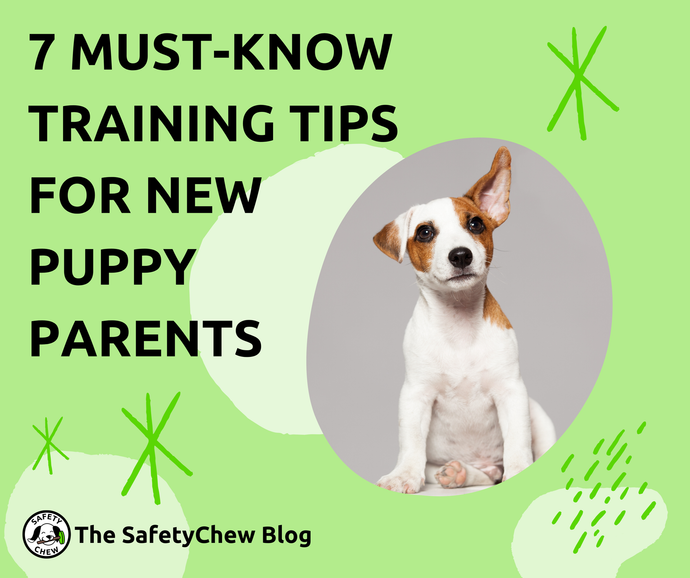 7 Must-Know Training Tips for New Puppy Parents